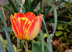 Tulipe Darwin 'Banja Luka' (3)