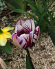 Tulipe triomphe ' Rem's favorite' (2)