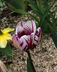 Tulipe triomphe ' Rem's favorite' (2)