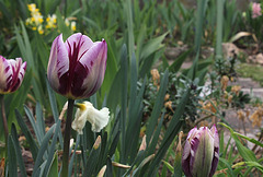Tulipe triomphe ' Rem's favorite' (4)