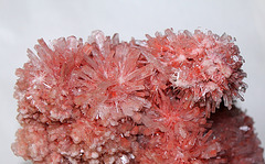 Gypse rose