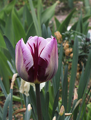 Tulipe triomphe ' Rem's favorite' (5)