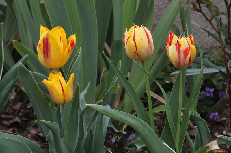 Tulipe triomphe à la Rembrandt
