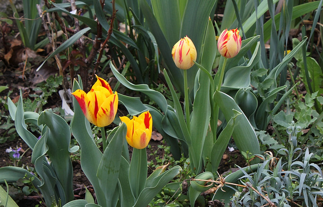 Tulipe triomphe à la Rembrandt (2)