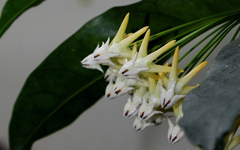 Hoya multiflora