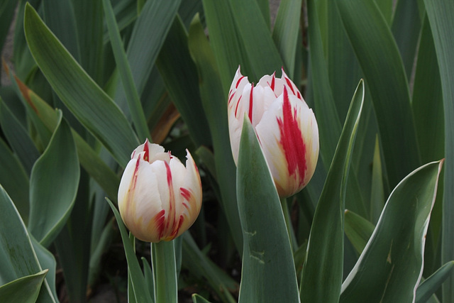 Tulipe triomphe 'Happy Generation'
