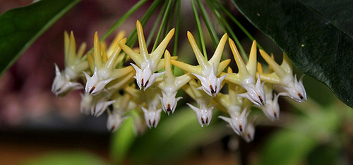 Hoya multiflora