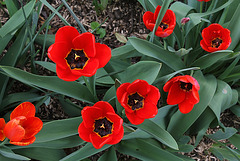 Tulipes Darwin