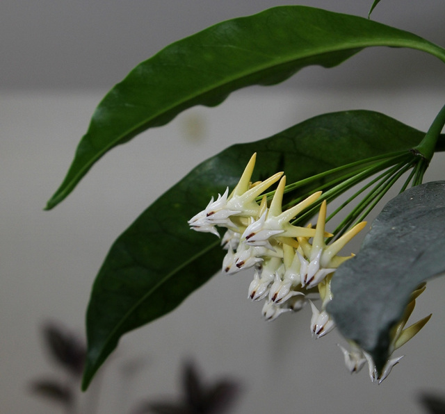 Hoya multiflora (3)