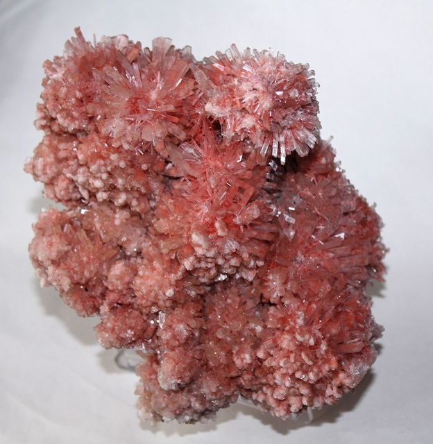 Gypse rose (5)