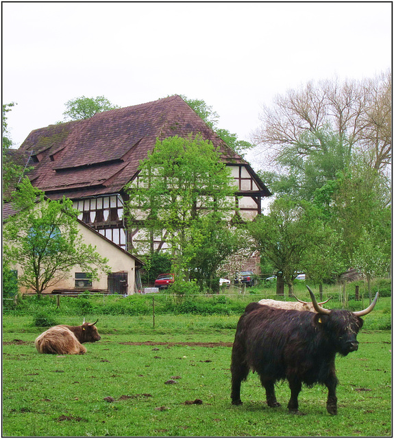 Highlandrinder vor Fachwerkscheune