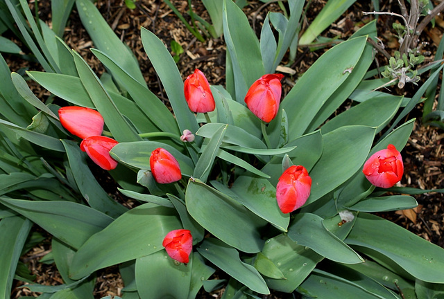 Tulipes Darwin (5)