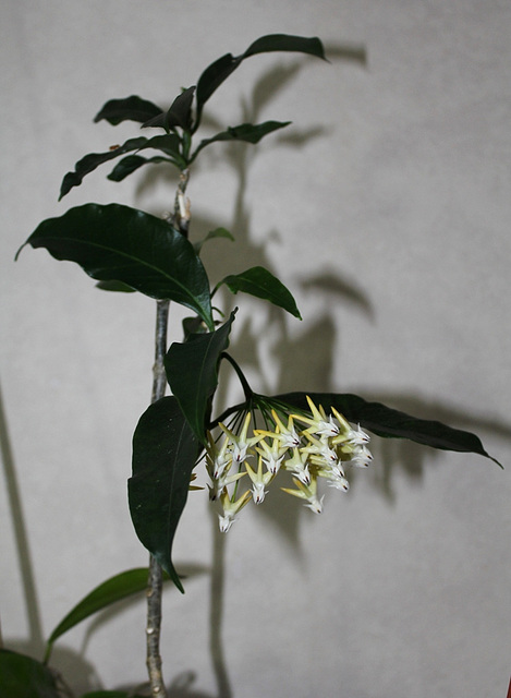 Hoya multiflora