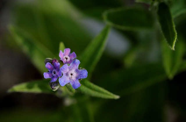 Anchusa azurea Little John