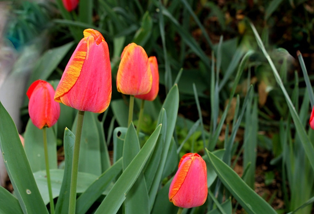 Tulipes Darwin (6)