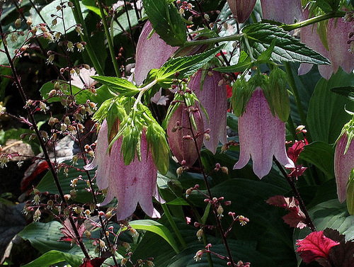 Campanula takesimana
