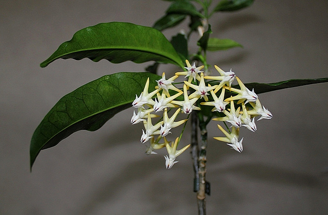 Hoya multiflora