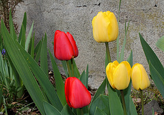 Tulipes Darwin (7)