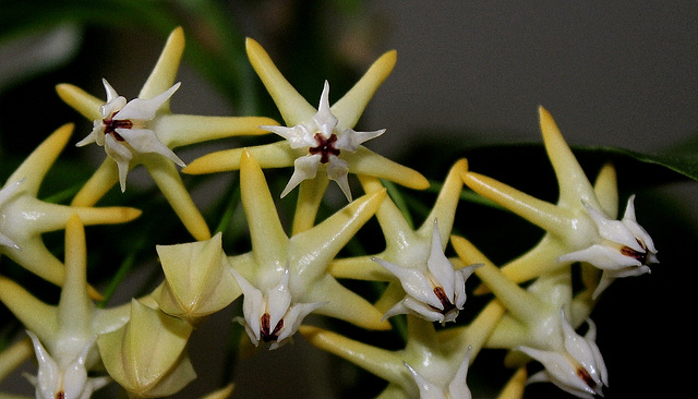 Hoya multiflora