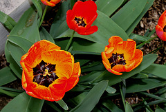 Tulipes Darwin (8)