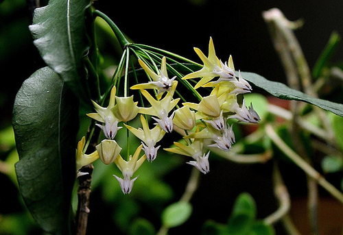 Hoya multiflora