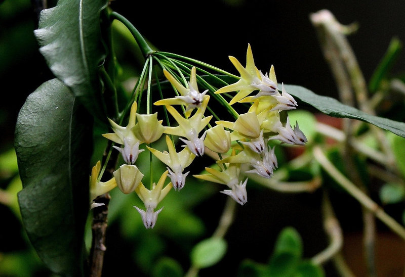 Hoya multiflora