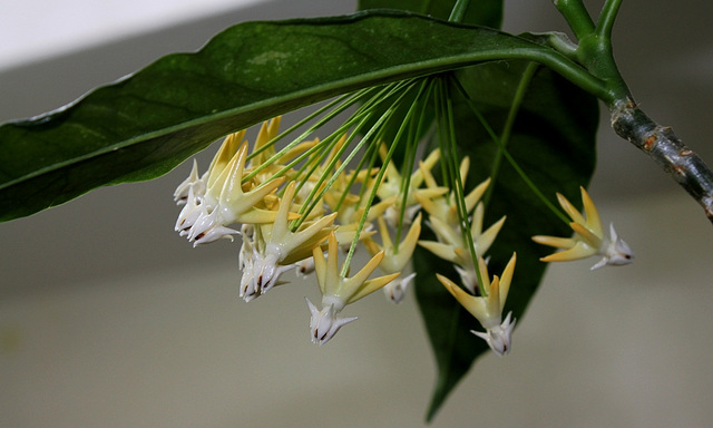 Hoya multiflora