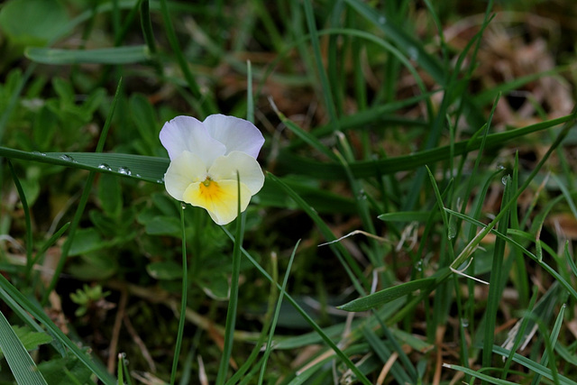 Viola arvensis