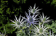 Eryngium bourgatii