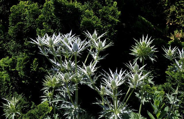 Eryngium bougartii (2)