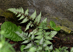 Athyrium niponicum 'Metallica'