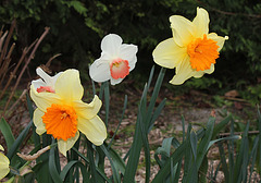 Narcisses hybrides (7)