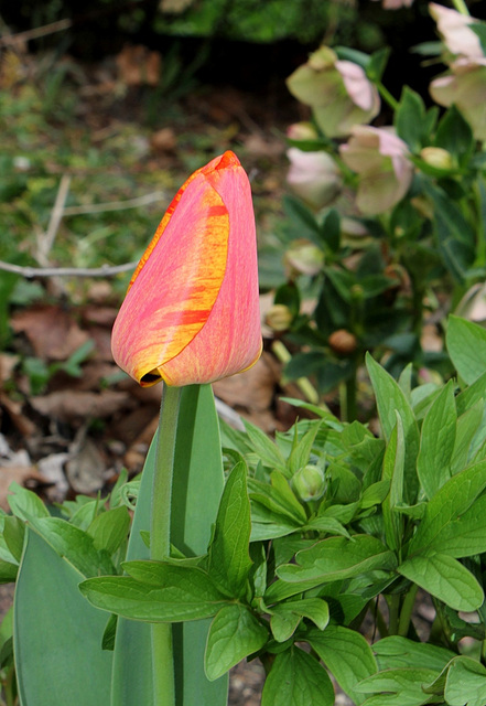 Tulipe Darwin (2)