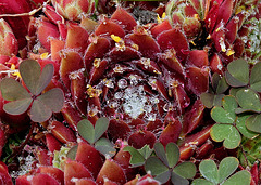 Sempervivum