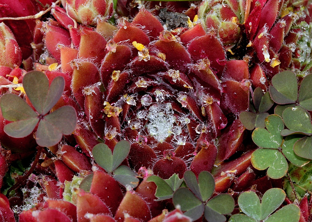 Sempervivum