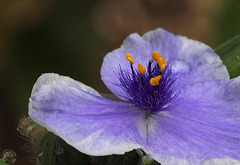 Tradescantia x Andersoniana