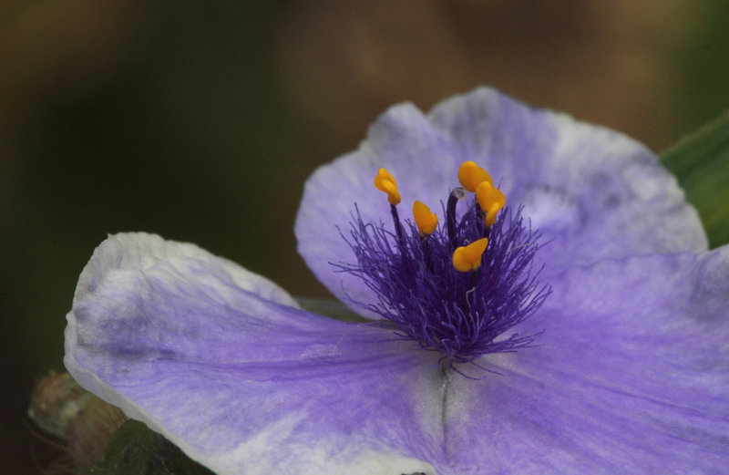 Tradescantia x Andersoniana