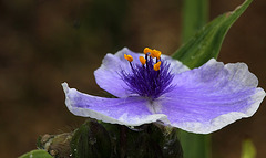 Tradescantia x Andersoniana