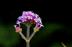 Verbena bonariensis