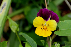 Viola cornuta hybride