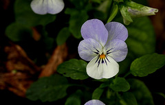 Viola cornuta hybride (2)