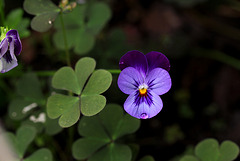 Viola cornuta hybride (3)