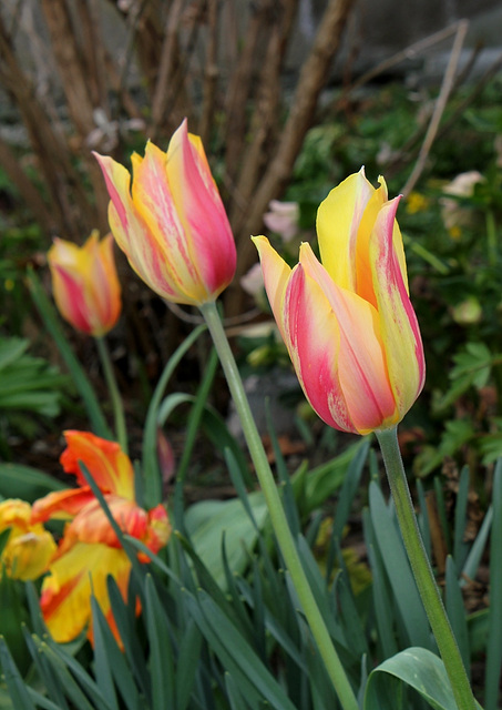Tulipe Blushing Beauty (5)