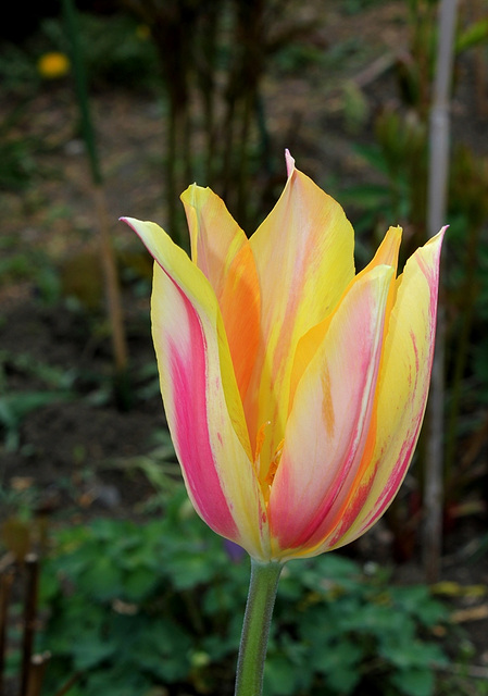 Tulipe Blushing Beauty (6)