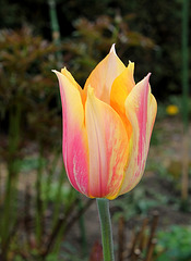 Tulipe Blushing Beauty (7)