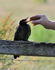 Hitchcock will mehr Käse 120623