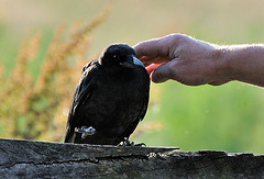 Hitchcock will Krauleinheiten 120623