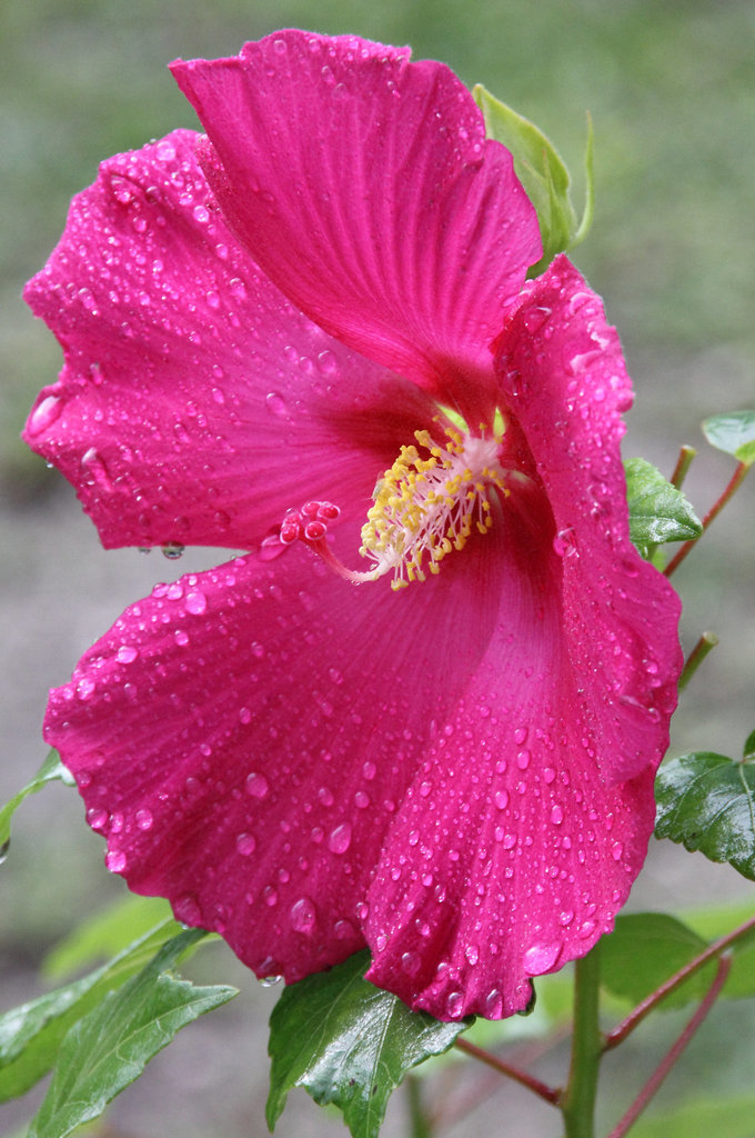 Sous la pluie