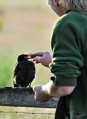 Hitchcock will Käse 120623