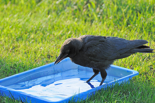 Hitchcock im Pool 120623